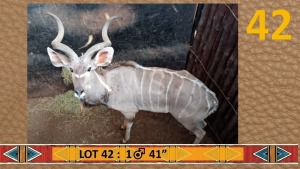 1X Koedoe/Kudu M:1 44" Rietfontein Wilddienste