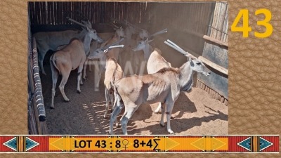 8+4X Eland V/F:8 Matjesgoedpan Safari's (Per Piece to take the lot/Per stuk om lot te neem)