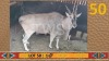 1X Eland M:1 Matjesgoedpan Safari's