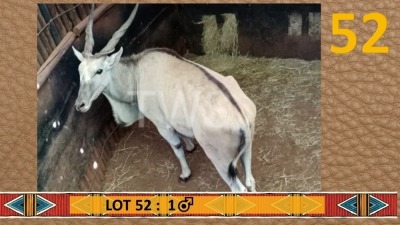 1X Eland M:1 Matjesgoedpan Safari's