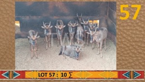 10X Blouwildebees/Blue Wildebeest Matjesgoedpan Safari's (Per Piece to take the lot/Per stuk om lot te neem)