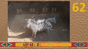 2X Sebra/Zebra M: Matjesgoedpan Safari's (Per Piece to take the lot/Per stuk om lot te neem)