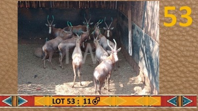 11X Blesbok/Blesbuck M:11 SJ Naude Boerdery (Per Piece to take the lot/Per stuk om lot te neem)