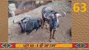 2X Blouwildebees/Blue Wildebeest M:2 Rietfontein Wilddienste (Per Piece to take the lot/Per stuk om lot te neem)