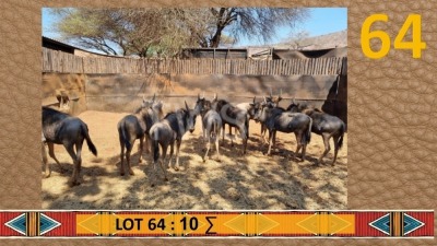 10X Blouwildebees/Blue Wildebeest Matjesgoedpan Safari's (Per Piece to take the lot/Per stuk om lot te neem)