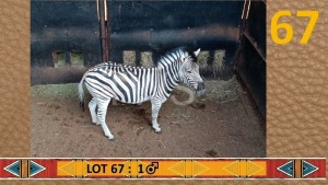 1X Sebra/Zebra M:1 My Wildlife SA