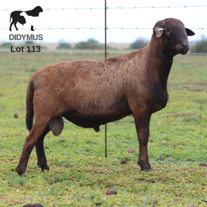 LOT 113 1X MEATMASTER DIDYMUS MEATMASTERS CHRISTOF GROBLER : 0837812076