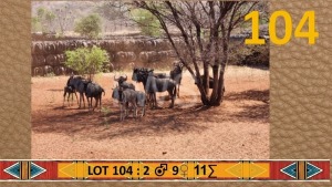 11X Blouwildebees/Blue Wildebeest M:2 V/F:9 Chris Erasmus (Per Piece to take the lot/Per stuk om lot te neem)