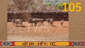 11X Blouwildebees/Blue Wildebeest M:2 V/F:9 Chris Erasmus (Per Piece to take the lot/Per stuk om lot te neem)