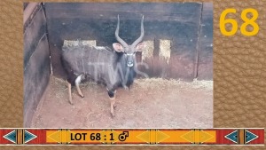 1X Njala/Nyala M:1 My Wildlife SA