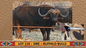 1X Buffel/Buffalo M:1 Moria Wild Telers (Per Piece to take the lot/Per stuk om lot te neem)