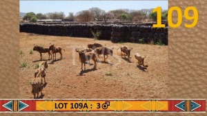 3X Goue Wildebees/Golden Wildebeest M:3 Desert Rain Game Breeders (Per Piece to take the lot/Per stuk om lot te neem)
