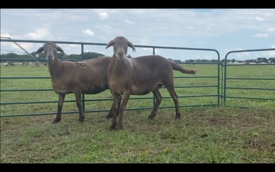 LOT 46 2X MEATMASTER OOI/EWE (PER STUK OM LOT TE NEEM/PER PIECE TO TAKE THE LOT)