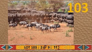 11X Blouwildebees/Blue Wildebeest M:2 V/F:9 Chris Erasmus (Per Piece to take the lot/Per stuk om lot te neem)