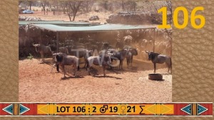 20X Blouwildebees/Blue Wildebeest M:2 V/F:18 Matjesgoedpan Safari's (Per Piece to take the lot/Per stuk om lot te neem)