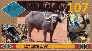 1X Buffel/Buffalo M:1 Moria Wild Telers (Per Piece to take the lot/Per stuk om lot te neem)