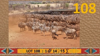 15X Blouwildebees/Blue Wildebeest M:1 V/F:14 Matjesgoedpan Safari's (Per Piece to take the lot/Per stuk om lot te neem)