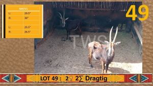 2+3X Gemsbok/Oryx M: 1 V/F:1 Matjesgoedpan Safari's (Per Piece to take the lot/Per stuk om lot te neem)