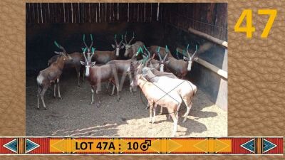 10X Blesbok/Blesbuck M:10 SJ Naude Boerdery (Per Piece to take the lot/Per stuk om lot te neem)