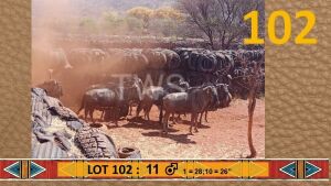 11X Blouwildebees/Blue Wildebeest M:11 Rietfontein Wilddienste (Per Piece to take the lot/Per stuk om lot te neem)