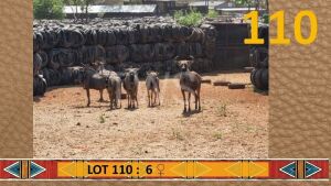 6X Blouwildebees/Blue Wildebeest V/F:6 Desert Rain Game Breeders (Per Piece to take the lot/Per stuk om lot te neem)