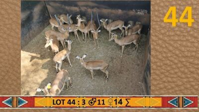 14X Rooibok/Impala M:3 V/F:11 My Wildlife SA (Per Piece to take the lot/Per stuk om lot te neem)