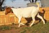 1x EWE SUZANNE VAN DYK BOERBOKSTOET - KUDDE/FLOCK - 4