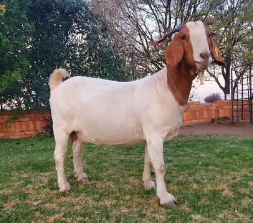 1x EWE SUZANNE VAN DYK BOERBOKSTOET - KUDDE/FLOCK