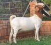 1x EWE SUZANNE VAN DYK BOERBOKSTOET - KUDDE/FLOCK - 3