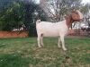 1x EWE SUZANNE VAN DYK BOERBOKSTOET - KUDDE/FLOCK - 4