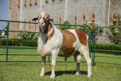 LOT 47 1X MEATMASTER RAM (PER STUK OM LOT TE NEEM/PER PIECE TO TAKE THE LOT)