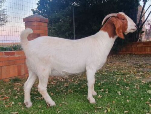 1x EWE SUZANNE VAN DYK BOERBOKSTOET KUDDE/FLOCK