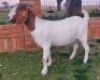 1x EWE SUZANNE VAN DYK BOERBOKSTOET KUDDE/FLOCK - 3