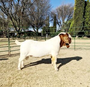 1x RAM BEZUIDENHOUT BOERBOKSTOET - KUDDE/FLOCK