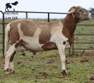 LOT 115 1X MEATMASTER DIDYMUS MEATMASTERS CHRISTOF GROBLER : 0837812076