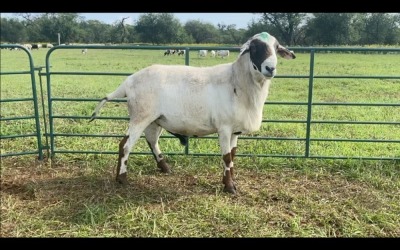 LOT 51 1X MEATMASTER RAM (PER STUK OM LOT TE NEEM/PER PIECE TO TAKE THE LOT)