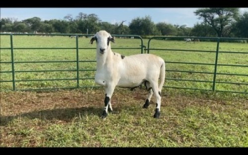 LOT 55 1X MEATMASTER RAM (PER STUK OM LOT TE NEEM/PER PIECE TO TAKE THE LOT)