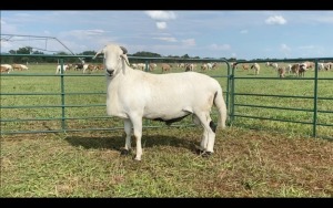 LOT 53 1X MEATMASTER RAM (PER STUK OM LOT TE NEEM/PER PIECE TO TAKE THE LOT)