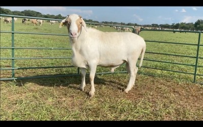 LOT 54 1X MEATMASTER RAM (PER STUK OM LOT TE NEEM/PER PIECE TO TAKE THE LOT)