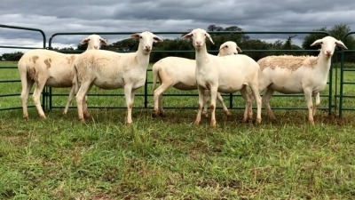 LOT 60 4X MEATMASTER OOI/EWE (PER STUK OM LOT TE NEEM/PER PIECE TO TAKE THE LOT)