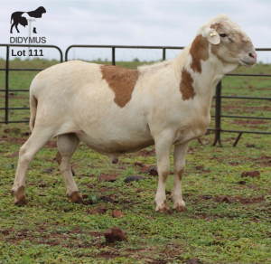 LOT 111 1X MEATMASTER DIDYMUS MEATMASTERS CHRISTOF GROBLER : 0837812076