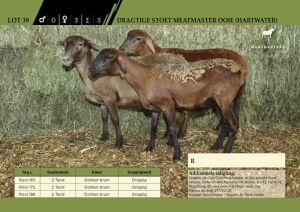 3 x Dragtige Stoet Meatmaster Ooie (Hartwater)