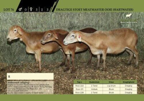3 x Dragtige Stoet Meatmaster Ooie (Hartwater)
