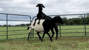 LOT 61 2X MEATMASTER OOI/EWE (PER STUK OM LOT TE NEEM/PER PIECE TO TAKE THE LOT)