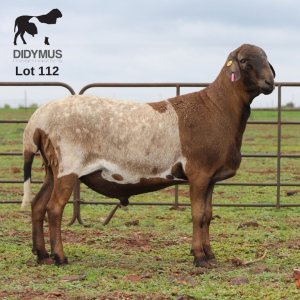 LOT 112 1X MEATMASTER DIDYMUS MEATMASTERS CHRISTOF GROBLER : 0837812076