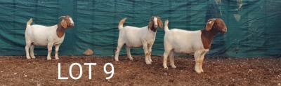 3X BOERBOK OOI/EWE MNR. LOUIS VAN RENSBURG (Per stuk om lot te neem) - STOET/STUD