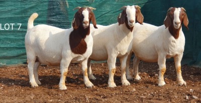 3X BOERBOK OOI/EWE MNR. LOUIS VAN RENSBURG (Per stuk om lot te neem) - STOET/STUD