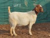 1X BOERBOK OOI/EWE MNR. LOUIS VAN RENSBURG - STOET/STUD