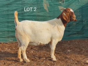 1X BOERBOK OOI/EWE MNR. LOUIS VAN RENSBURG - STOET/STUD