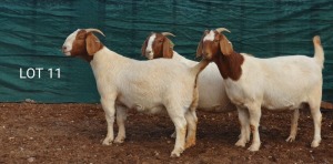 3X BOERBOK OOI/EWE MNR. LOUIS VAN RENSBURG (Per stuk om lot te neem) - STOET/STUD